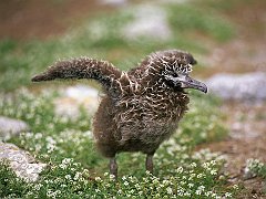 Laysan Albatross, Midway Island, Pacific Ocean